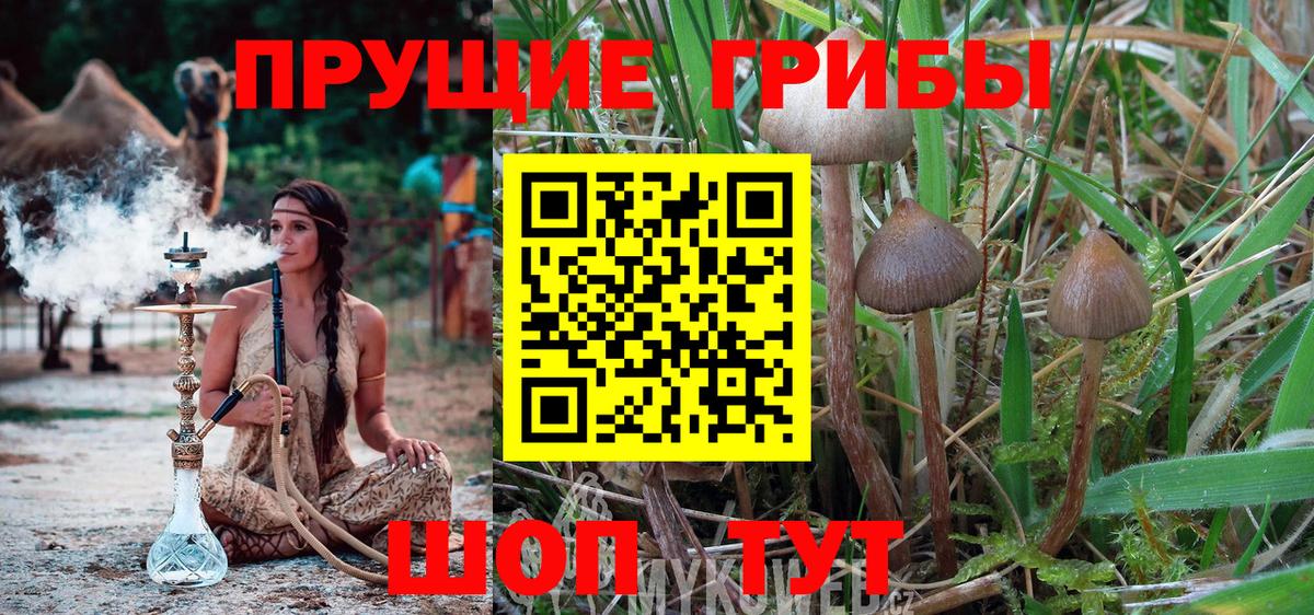Хабаровск  Псилоцибиновые грибы GOLDEN TEACHER  Вход с VPN 